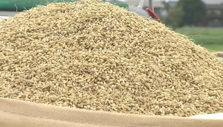 【福井】JA福井県の新米の販売量が激減…去年の半分に　在庫を抱える卸業者が新米を“買い控え”　「好ましい状況ではない」