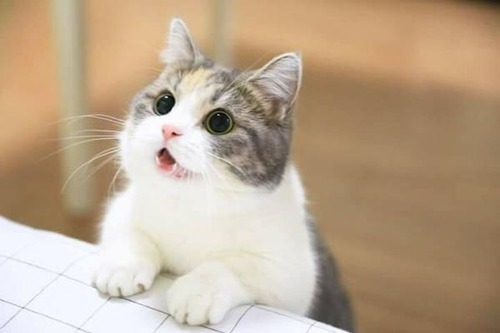 ネコ飼ってた奴にしかわからんこと