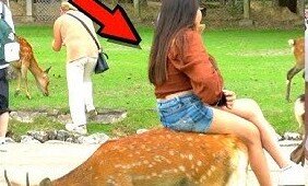 【模倣犯】YouTuber「女が鹿の上に座ってる！迷惑中国人！」 88万再生  →あからさまに合成www