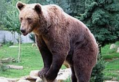 【岩手・北上市】クマに襲われたか?　キノコ採り中に行方不明となった男性の捜索隊が山中で頭部と胴体が離れた遺体発見