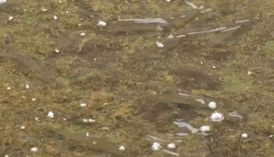 【鳥取】住宅街の用水路に大量「アユ」出現…住民驚き　勝手に捕っても良い?　確認してみると…