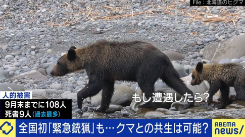 【社会】「人を食べる習慣を持つクマが増えている」全国的に増えるクマの人的被害「明らかに局面は変わった」と識者 市街地中心部、マンションや地下鉄駅前にも出没