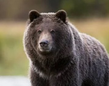 【北海道】サケのふ化施設荒らされる　破壊されたアルミ製の扉には足跡が…クマによる建物損壊　石狩市