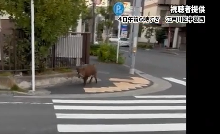 【イノシシ】東京23区到達、江戸川区を徐々に南下中