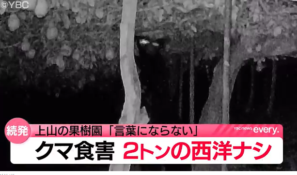 【クマ】「1年かけて育ててきたものが…」　電気柵設置も実らず　クマが西洋ナシ2トン食い荒らす