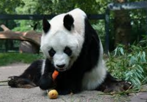 【元NHK政治部】大越健介氏「パンダに影響してほしくない」中国の「パンダ貸し出し停止」報道に訴え