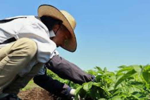 【農水省】農家、5年で過去最大の25％減