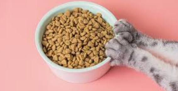 介護士の53歳女を万引きで逮捕 「生活費が足りなくなって…」 987円のキャットフードを盗んだ疑い