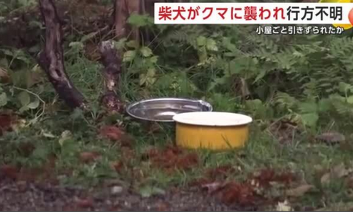 【秋田】柴犬がクマに襲われ行方不明　小屋ごと引きずられたか