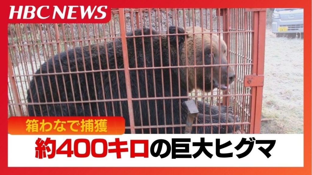 驚愕の巨大ヒグマ捕獲!よくわなに入ったなwww