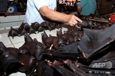 インドネシア首都、犬猫コウモリ肉の販売・食用を禁止へ