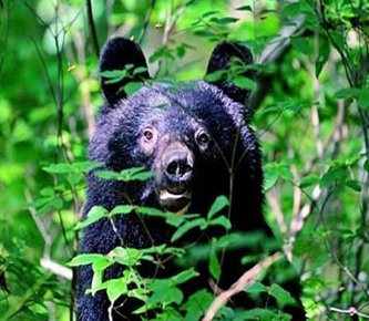 【クマ】警察官によるライフル銃での“クマ駆除”可能に　国家公安委員会規則を改正　11月13日施行