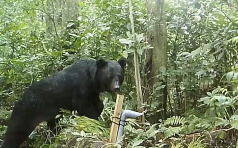 【クマ】「関門海峡突破させるな」クマの生息域拡大に警戒の声　九州で絶滅も山口県で多数の目撃