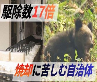 【ヒグマ】焼却施設が限界　駆除数17倍で処理に追われる自治体が疲弊　1頭焼却に灯油100リットル　作業追いつかずに腐敗進み、埋めるケースも