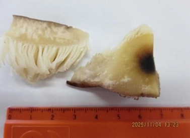 【静岡】“シイタケ”だと思ったら“毒キノコ” ツキヨタケを食べた1歳から71歳の11人が食中毒　誤って採取し持ち帰る…親族の会食で長崎ちゃんぽんの食材に