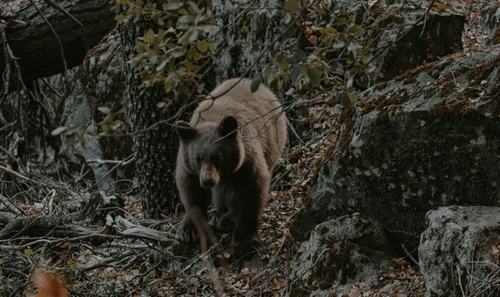 【国際】日本人がクマを食べ始める、中国SNSで話題に