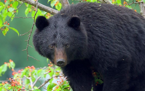 【社会】「これから５年で倍増する」の衝撃…専門家が語るクマ被害「全国で８万頭＆人間の味を学習」の悪夢
