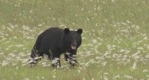 【山形】JR新庄駅の列車車庫にクマ居座る　新幹線など運転見合わせ　新庄市