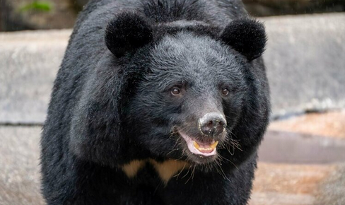 【岩手】「子どもと外遊びもできず“クマうつ”になりそう」　相次ぐクマ出没、わが子の命を「どう守ればいいのか」親たちの悲痛な声