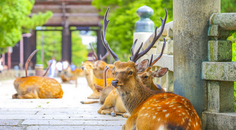 【政治】「なんで今、鹿！？」立憲議員が高市首相に「奈良のシカ」追及…「予算の話して」SNSは大荒れ、支持者からも落胆の声