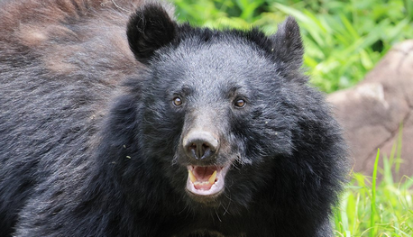 【クマ大不況】スナックで飲んで扉を開けたらクマ！秋田の夜の街で客が激減「常連客がまったく来店しなくなった」「飲みに行ってクマにやられたって言いふらされたくない」