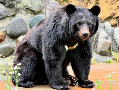 【社会】「クマはなるべく山に返す努力をするべき」「クマと戦争は間違っている」と訴える動物保護活動家の主張　棲み分けと学習放獣でクマ被害はなくなるのか？