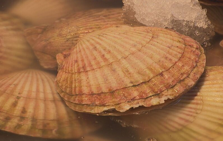 【北海道】中国が水産物輸入停止を伝達「ビクビクしながら…」水産業者からは落胆の声　約2年ぶりに中国への出荷が再開されたばかり