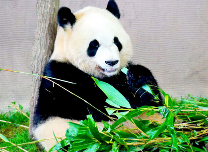 【悲報】日本、パンダ0へ　高市さんありがとう〓