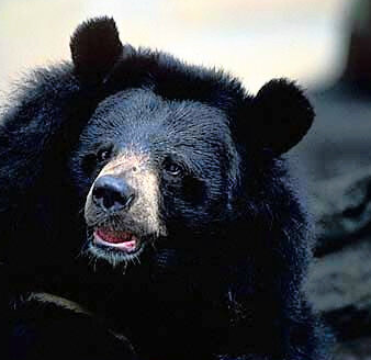 【国際】インドでもクマ被害、今年6人死亡　ヒマラヤの環境変化の影響か