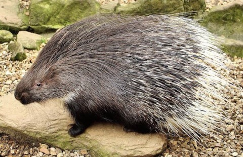 【妖怪】なあ、妖怪とか式神とかって本当におるんか？