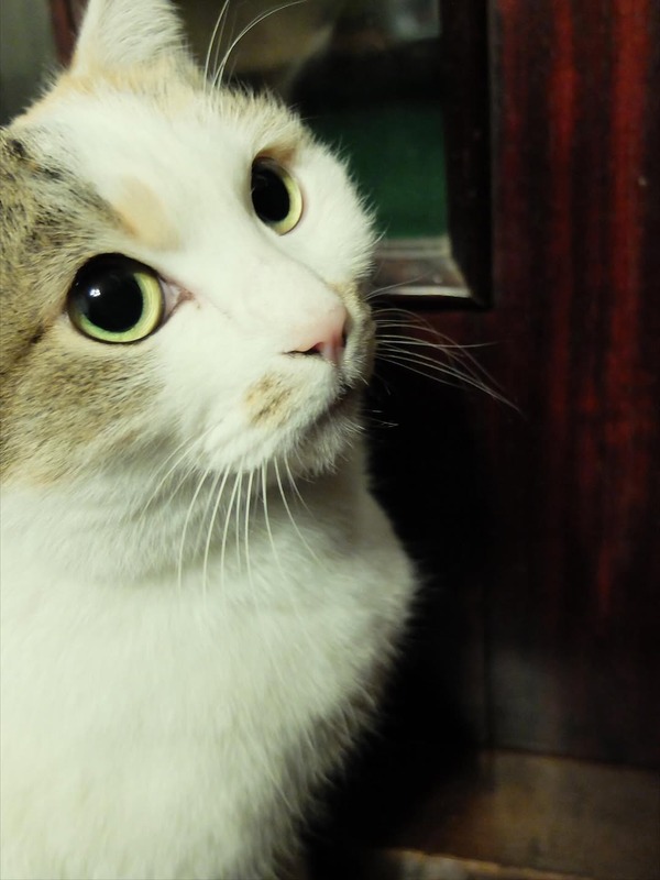 【豊永阿紀】豊永家の愛猫、じゃらんちゃん天国へ