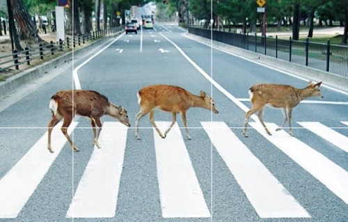 奈良公園で刺青入りの自警団が観光客相手にイキりまくる動画が話題に　へずまりゅうの真似か？