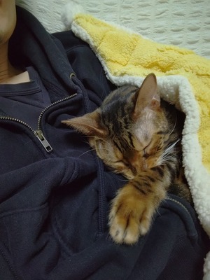 猫がぷーぷー鳴きながら寝てるんやが