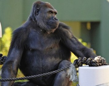 ・∀・どようび～　さんれんきゅう　　ごりら