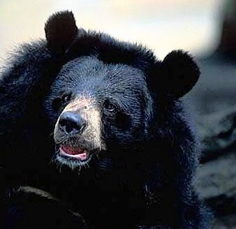 【国際】インドでもクマ被害、今年6人死亡　ヒマラヤの環境変化の影響か