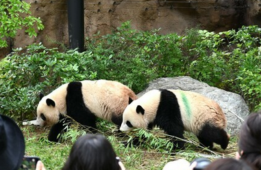 【パンダ】《53年間の歴史を刻んだ日本のパンダ飼育》途切れる可能性が…東京都は引き続き受け入れ希望を表明