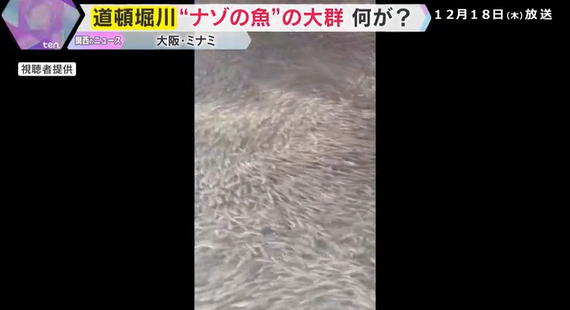 【大阪】ドブ川こと道頓堀川にナゾの魚が大量発生　専門家「水温低下を嫌い海から逃げてきた可能性」