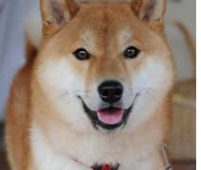 【反日】中国トリマーが柴犬を虐待する映像が物議 中国ネット拍手喝采