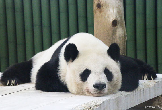 【国際】中国メディア「パンダ不在の原因は高市総理と日本の右翼勢力」と批判