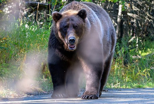【北海道】「人間が優先で何をしてもいいとなったら、世の中はおかしなことになる」「クマがいる自然を自慢してもいいんじゃないか」