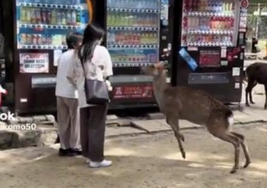 【動画】中国人にちょっかい出されたシカさんがキックし返してた、自業自得