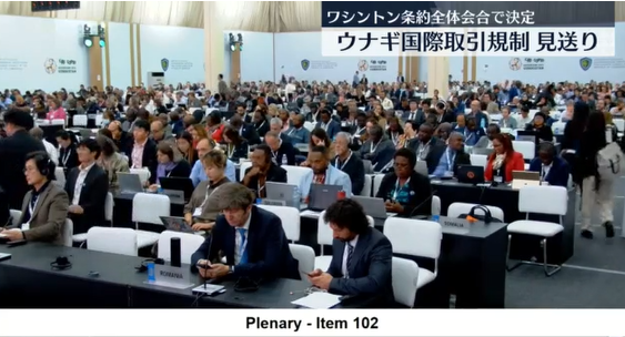 【国際】ウナギ“国際取引規制”見送り、国際会議で正式決定　日本などの主張認められた形に