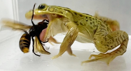 【〓】トノサマガエルは“スズメバチに刺されながら”捕食する　神戸大が研究発表　痛みや毒が通用しない……？