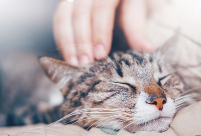 【生物】猫は飼い主の男性に対してより鳴く傾向　女性の2倍以上　トルコの大学が研究