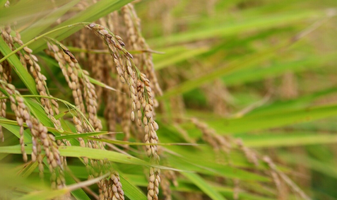 【国際】「韓国で余っているコメを日本へ」李大統領が輸出協議を指示＝韓国ネット「悪くない」「現実的に難しい」