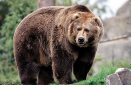 【社会】ヒグマに襲われた息子、GPSに残った最期　両親「二度と被害を…」