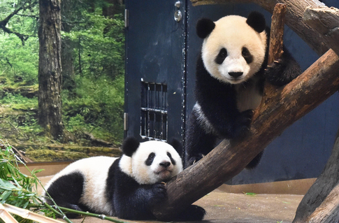 【パンダ】上野動物園の双子パンダ、1月末に中国に返還へ　国内でパンダ不在に…まさかの「せいせいする」が多数！？