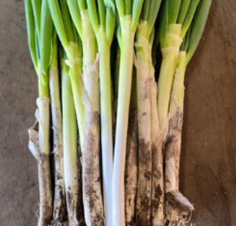 【悲報】小学校のネギ畑が全滅 → 収穫祭ギョーザ中止に…子どもたち「悲しい」「怒り」【長野】