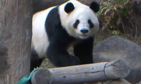 【パンダ】“1人1分”観覧ルールに…上野動物園のパンダに長蛇の列　2026年1月に中国へ返還　約50年ぶりに“国内ゼロ”に