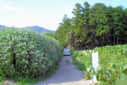 キャンプ場のテント内で母娘が死亡 練炭による無理心中か